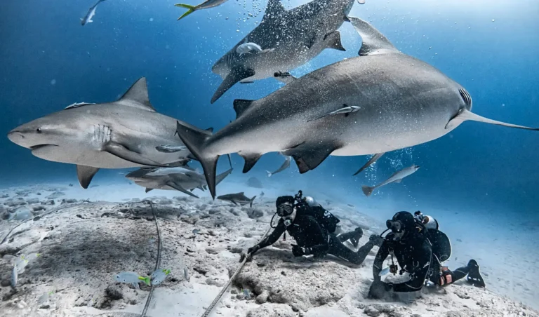 Bull sharks swimming over divers off Playa del Carmen