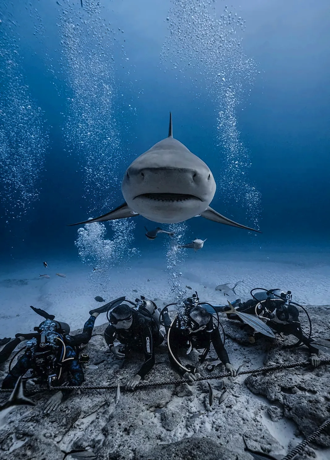 Bull shark swimming head-on toward a line of divers kneeling behind a rope