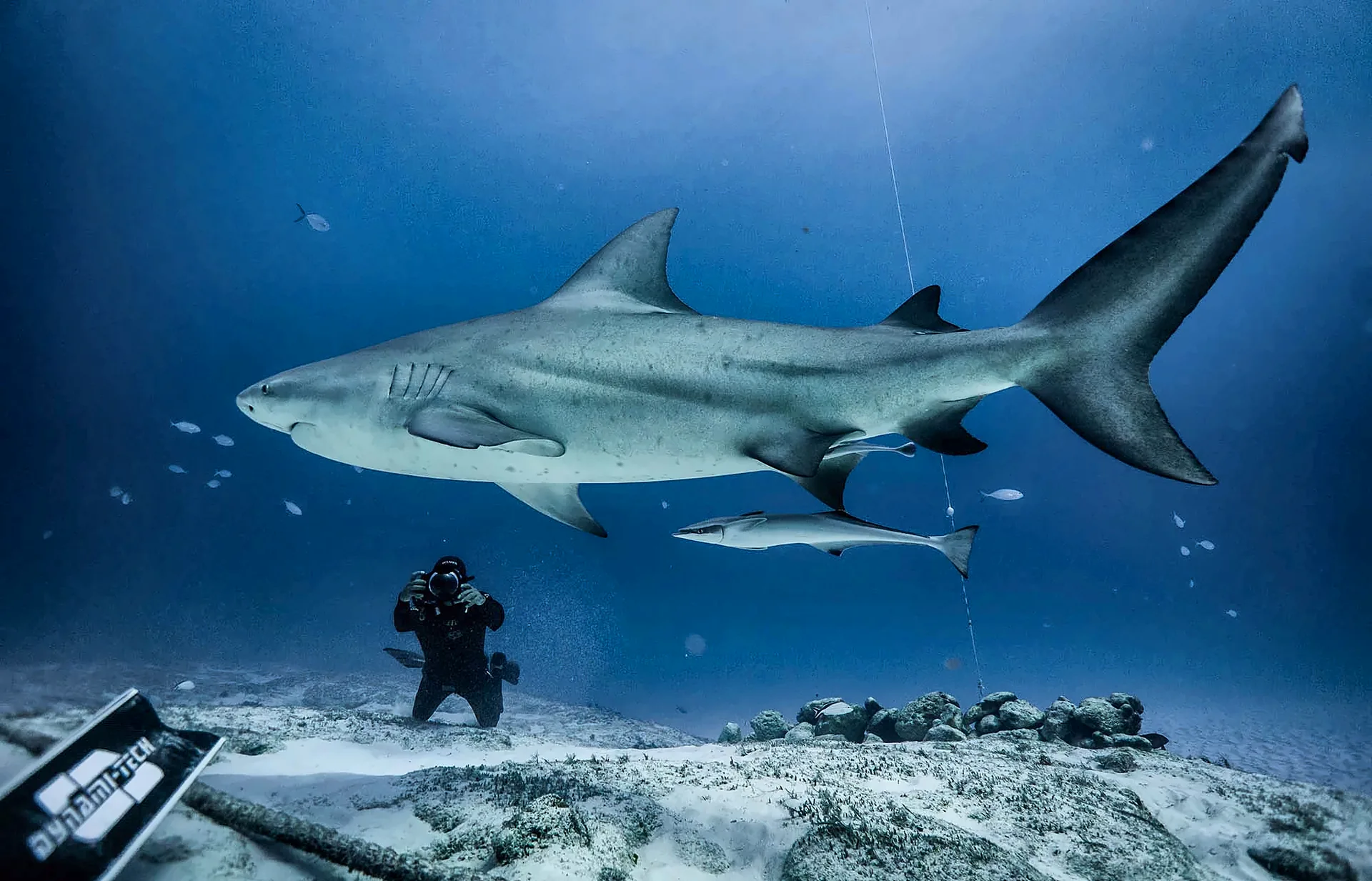 Underwater photographer kneeling on the sand as a bull shark swims past